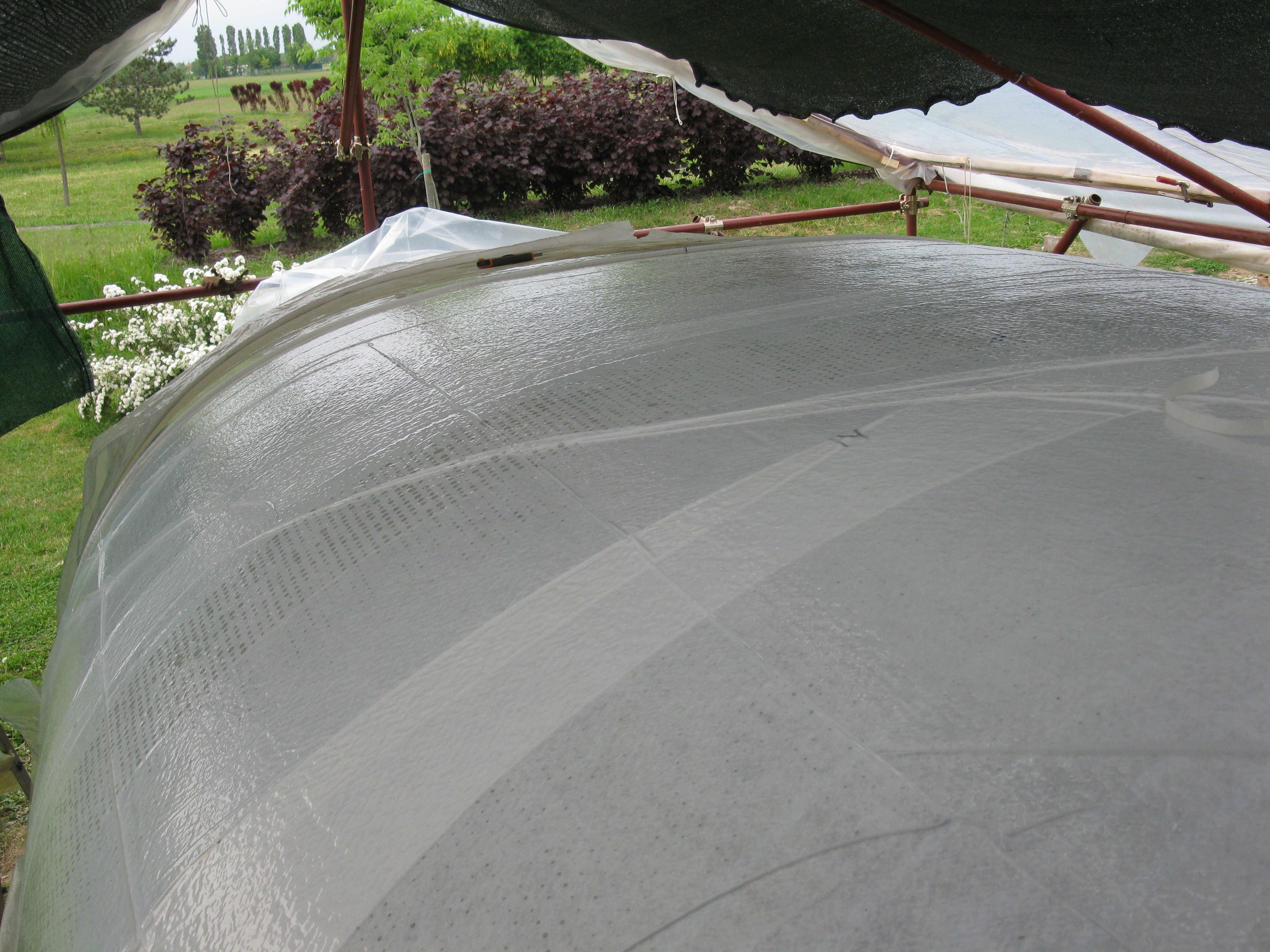 Caribbea 32 - laminazione 5 Caribbea 32 - laminazione 5